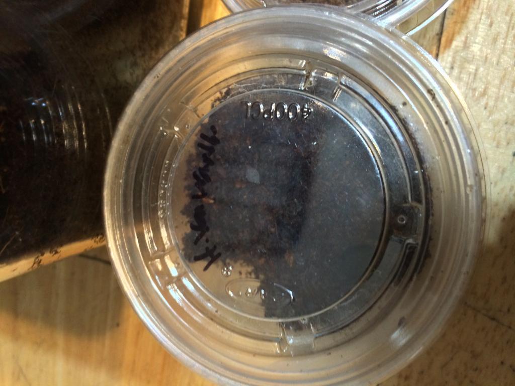 Haplopelma Vonwirthi Sling