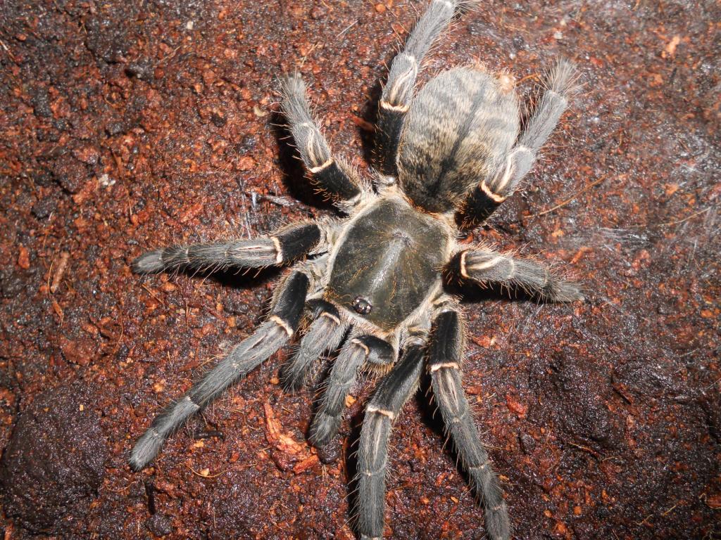 Haplopelma Vonwirthi