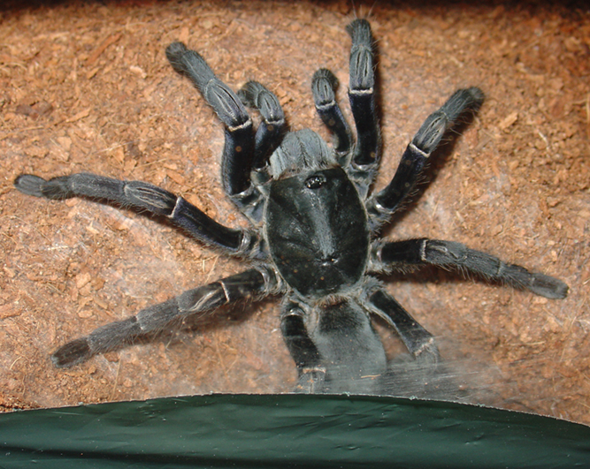 haplopelma