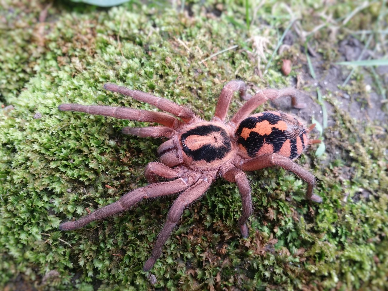 Hapolopus sp. Columbia "Large"