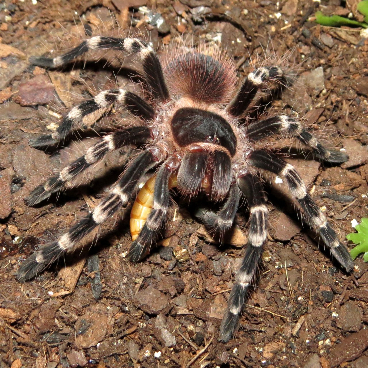 Happiness Is a Mealworm (♂ Acanthoscurria geniculata 3")