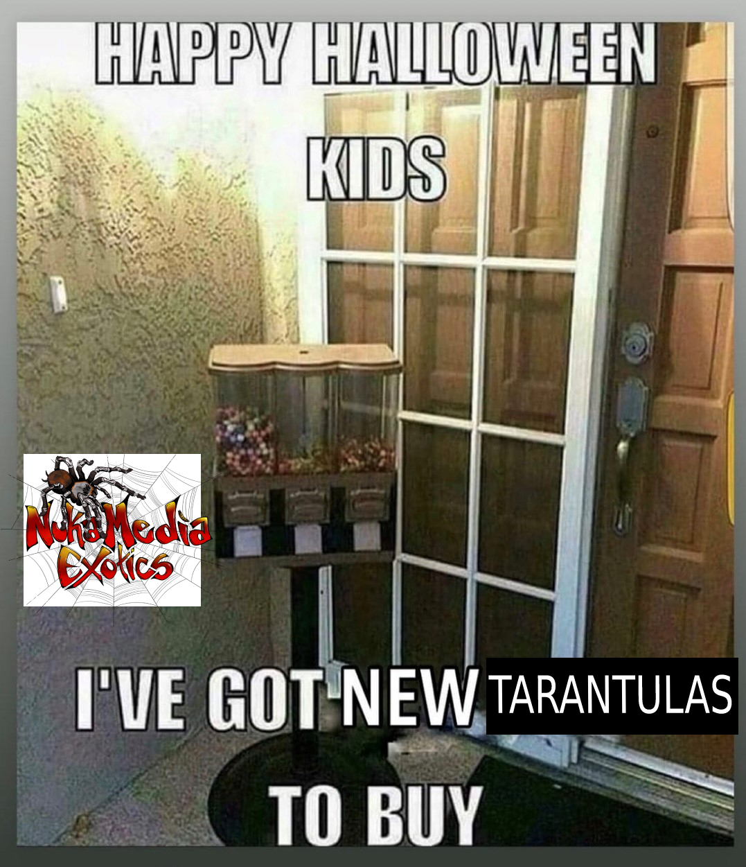 Happy Halloween! From Tarantula Keepers