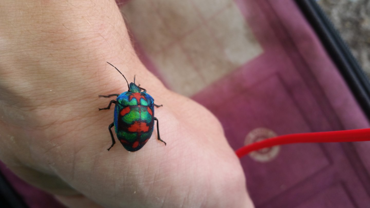 Harlequin Bug