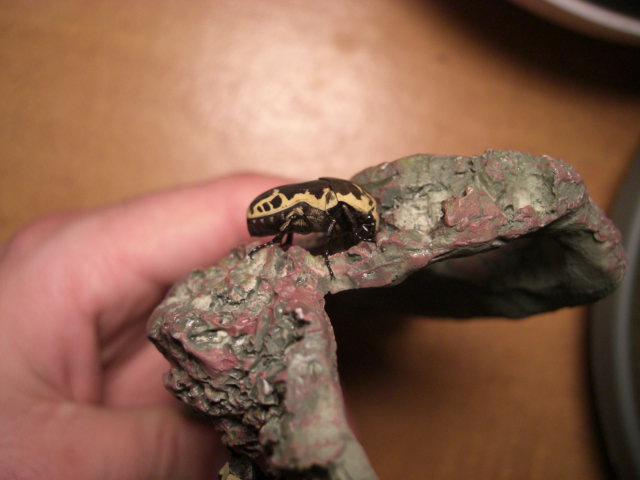 Harlequin Flower Beetles