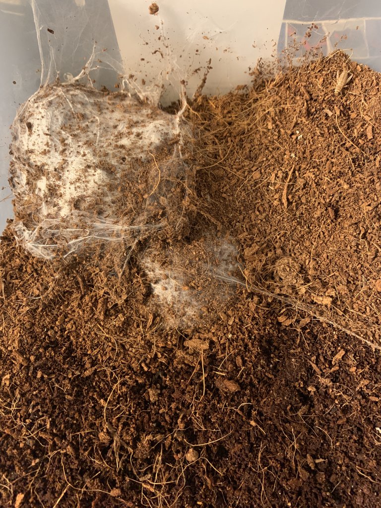 Harpactira Cafreriana