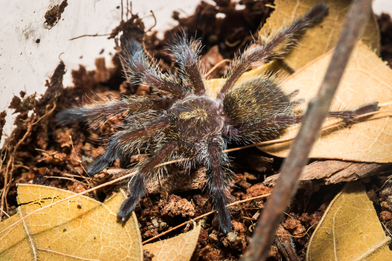 Harpactira namaquensis