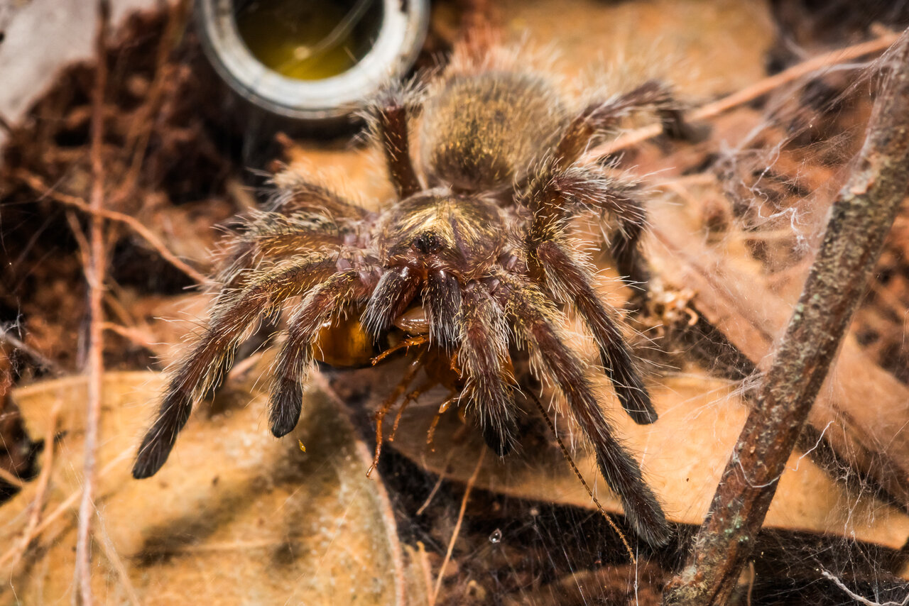 Harpactira namaquensis