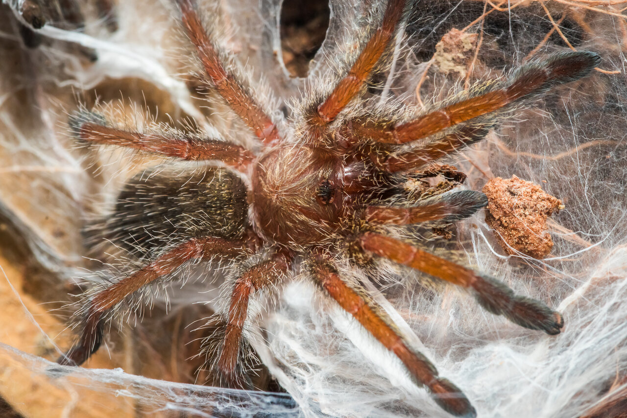 Harpactira namaquensis