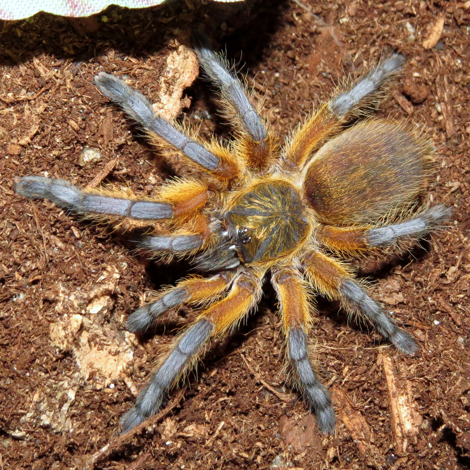 Harpactira pulchripes (♀ 2")