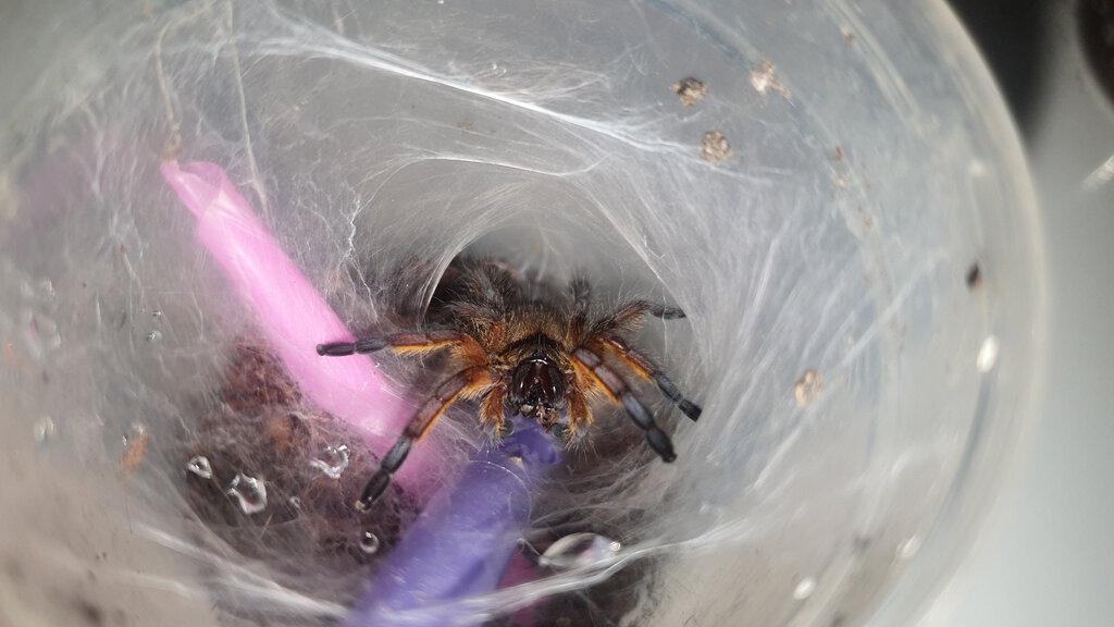 Harpactira Pulchripes 0.0.1