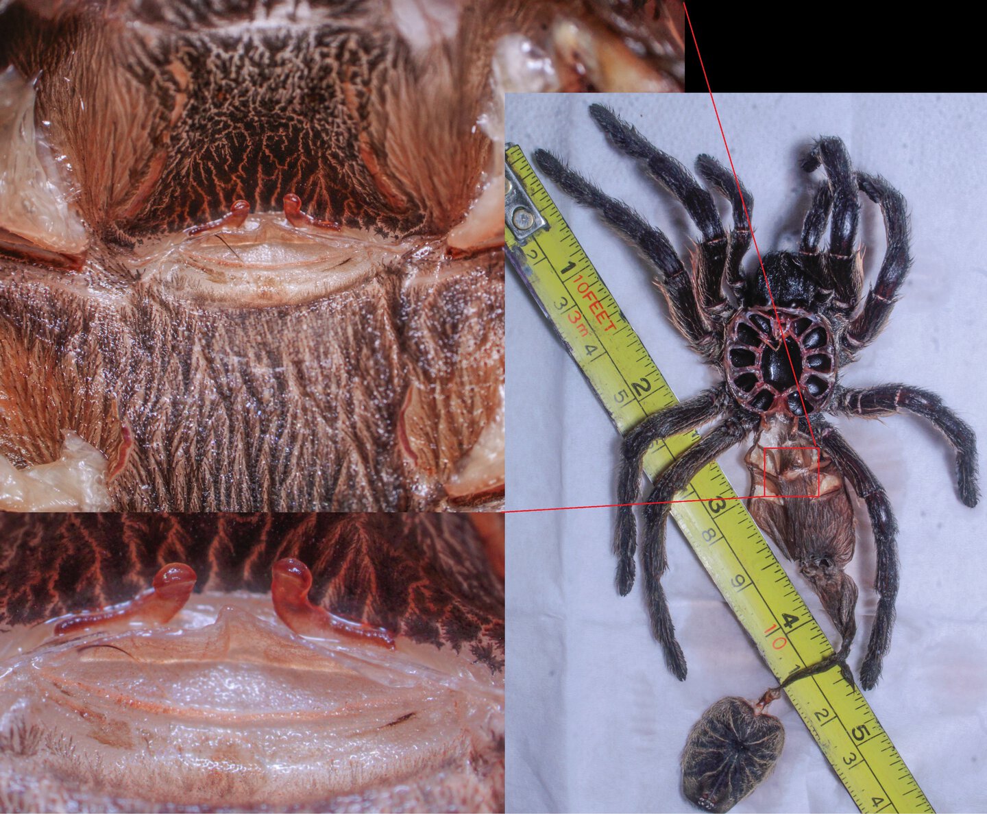 Harpactira pulchripes 0.1, 4.5 inches DLS, spermatheca/sexing reference.