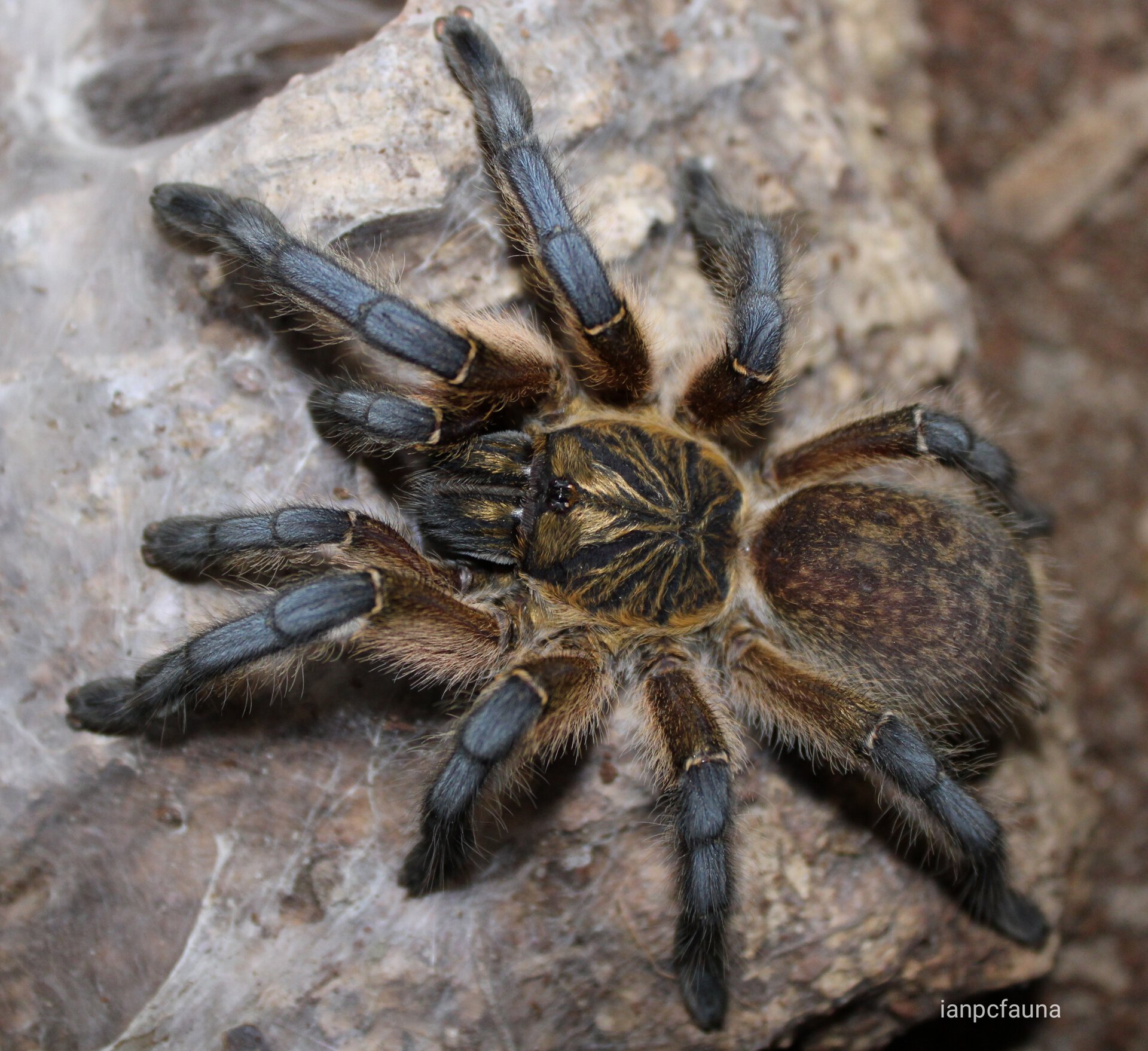 Harpactira pulchripes 0.1