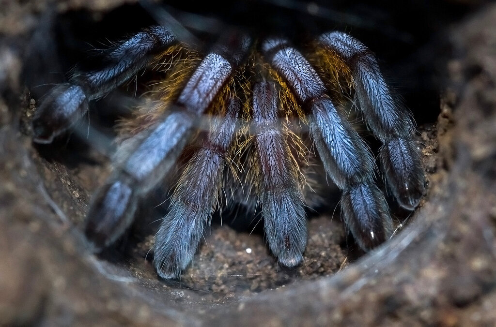 Harpactira pulchripes (1.0 juvie)