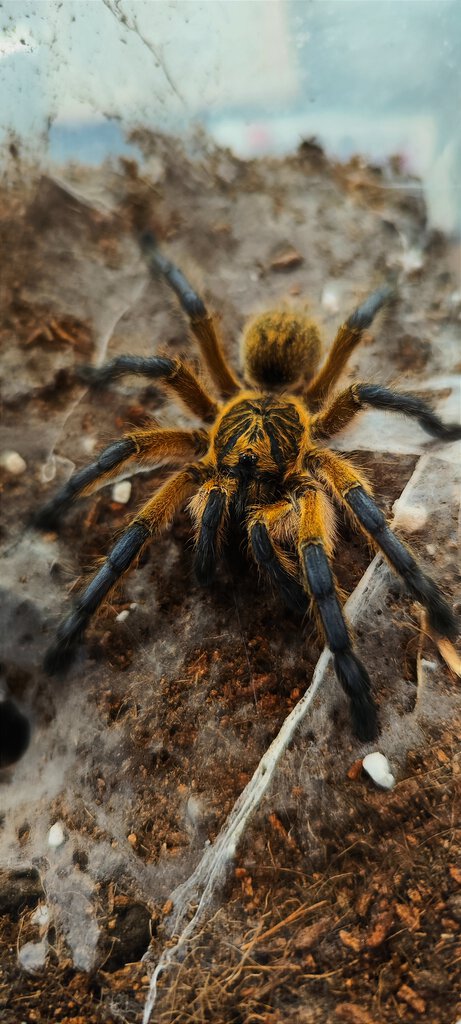 Harpactira pulchripes 1.0