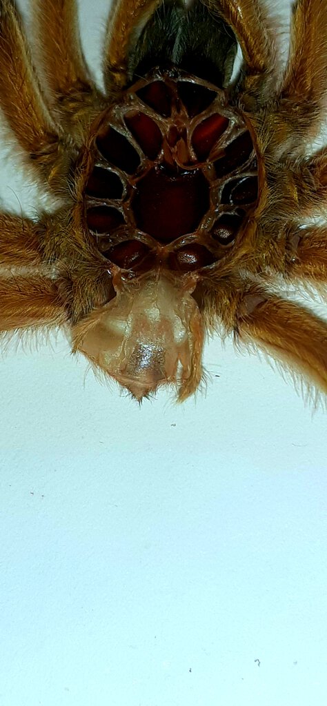 Harpactira pulchripes 2.7 inches