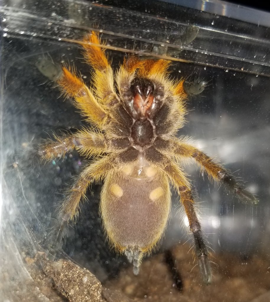 Harpactira Pulchripes 2"