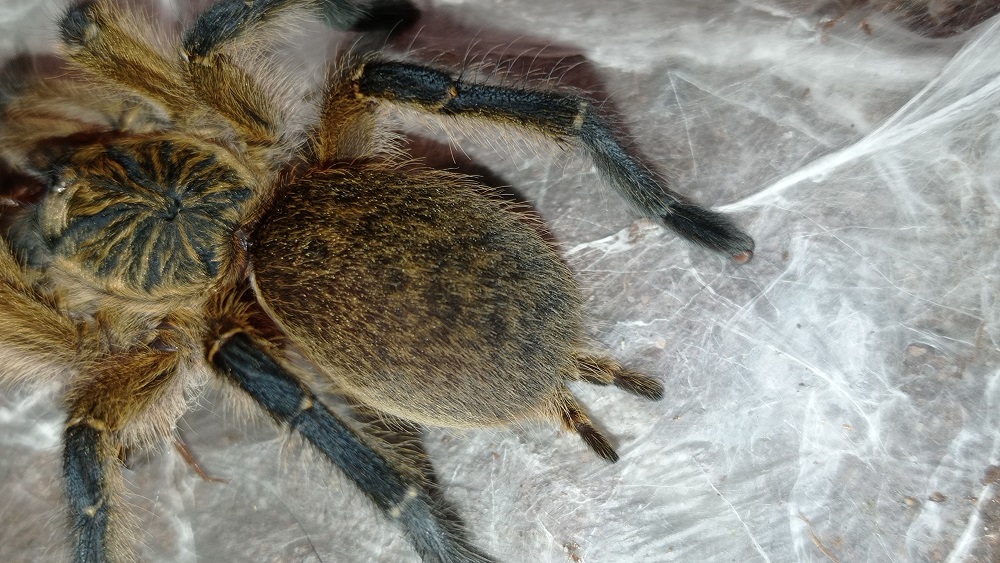 Harpactira pulchripes abdomen close up