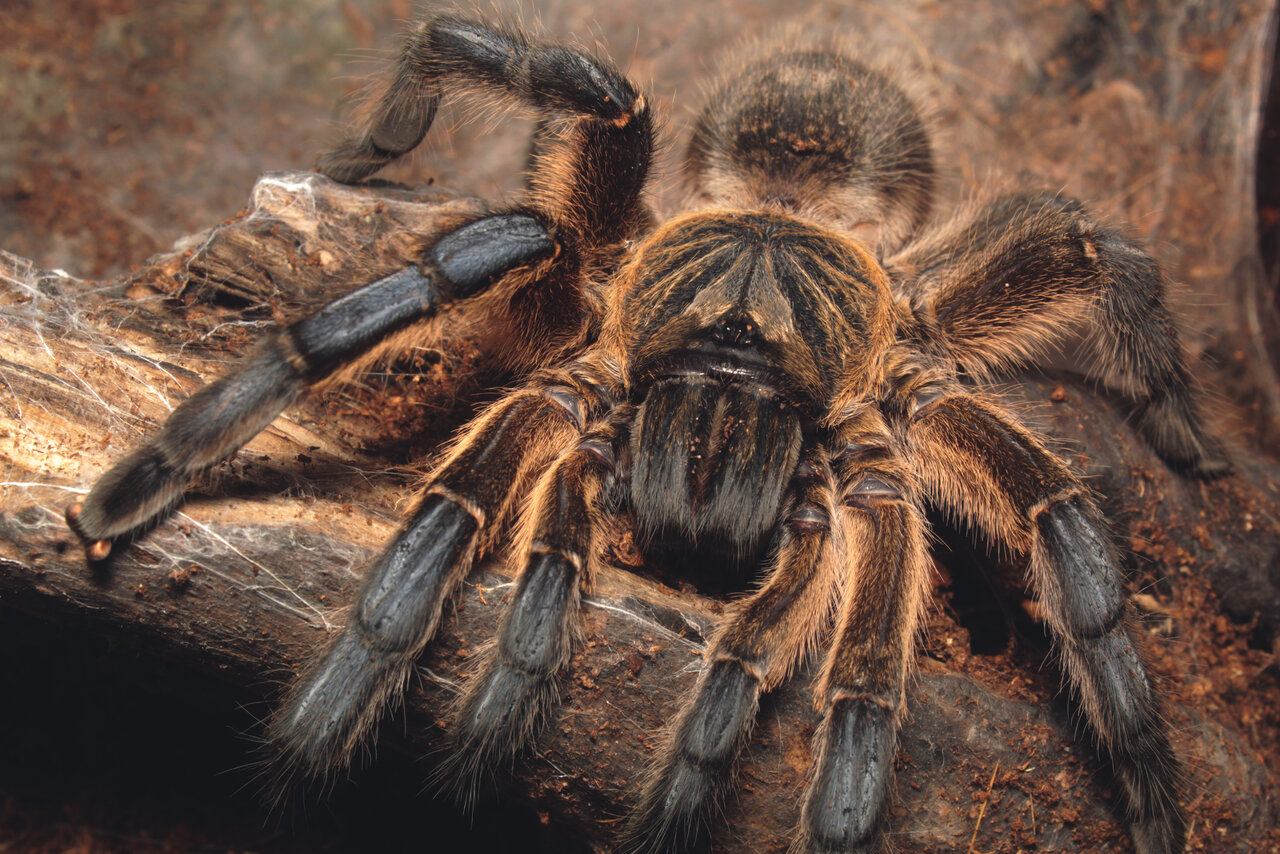 Harpactira pulchripes, adult female sh1