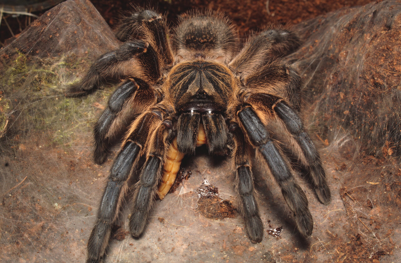 Harpactira pulchripes, adult female sh3