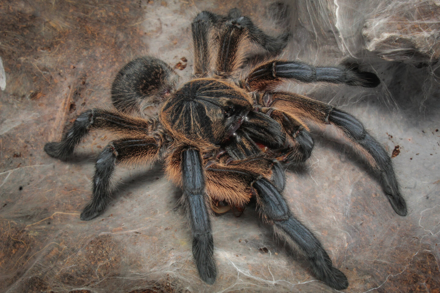Harpactira pulchripes adult female