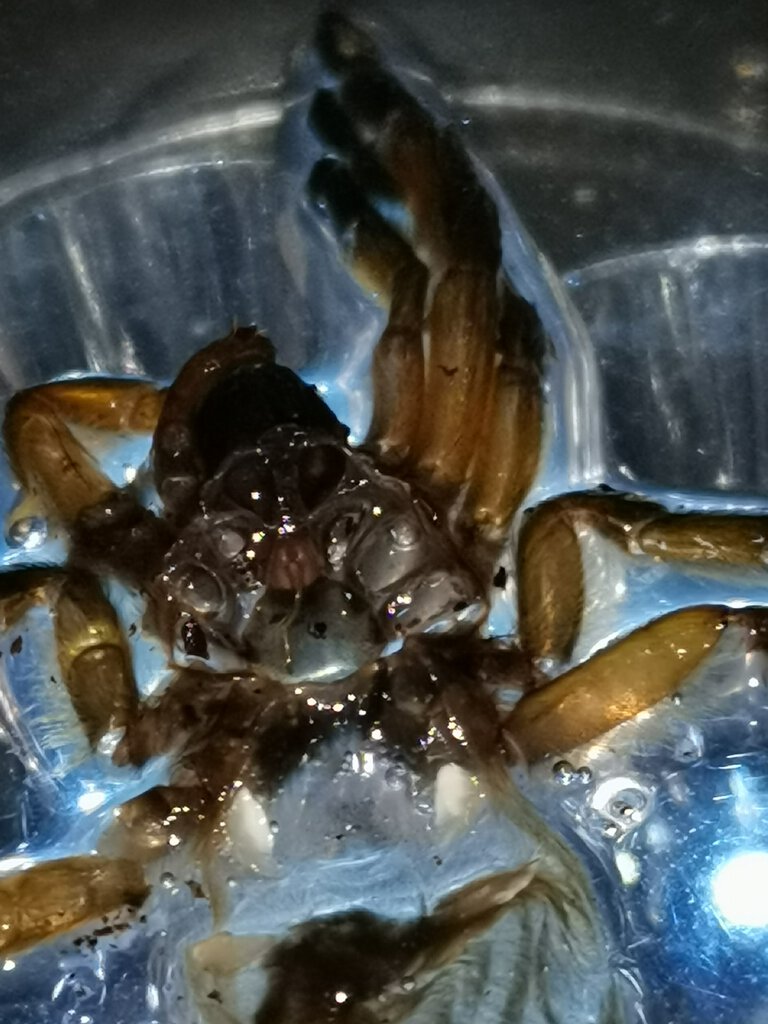 Harpactira Pulchripes almost 2 inch