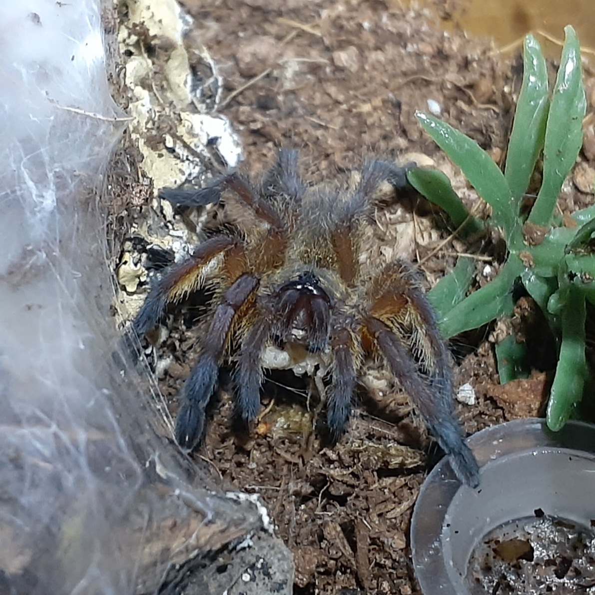 Harpactira pulchripes - Dora