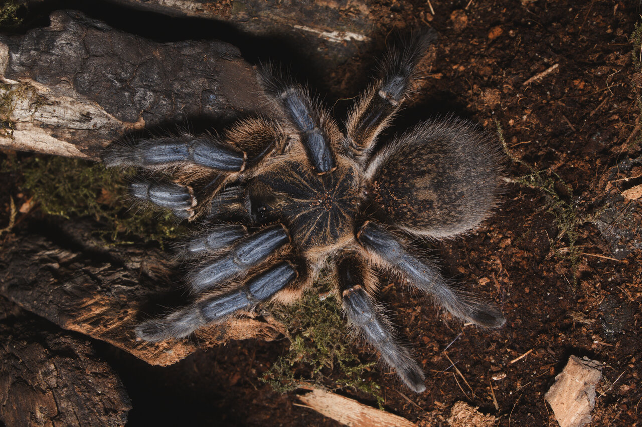 Harpactira pulchripes female sh #1