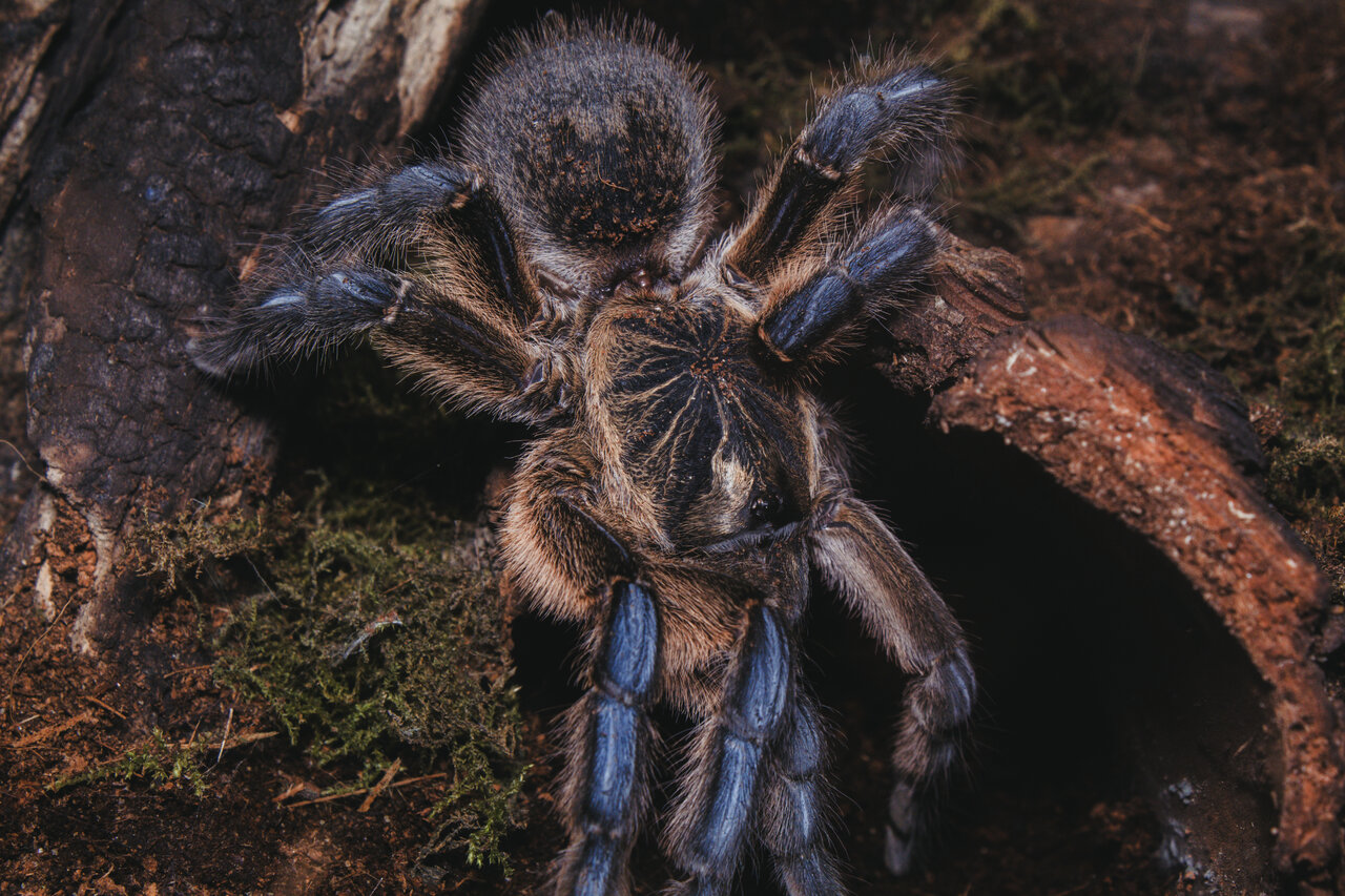 Harpactira pulchripes female sh #2