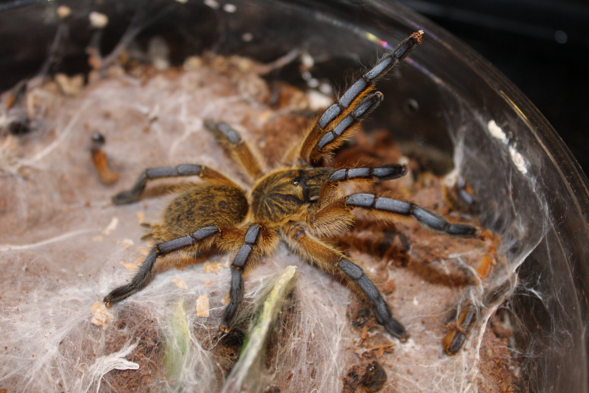 Harpactira Pulchripes  Golden blue leg baboon  #76