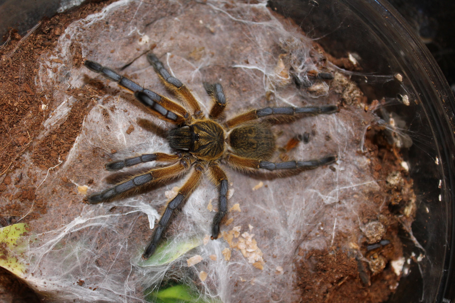 Harpactira Pulchripes  Golden blue leg baboon  #76