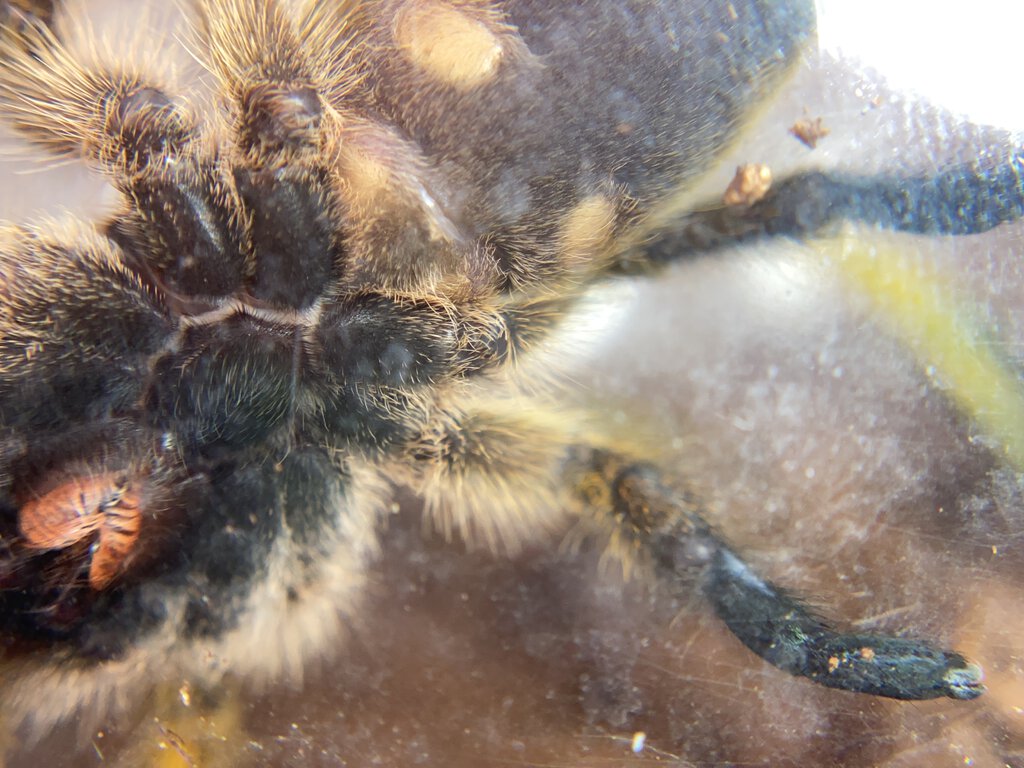 Harpactira Pulchripes male or female