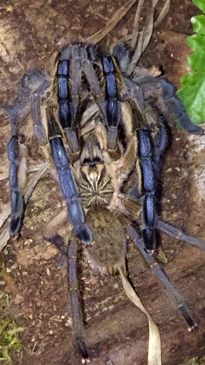 Harpactira pulchripes mating