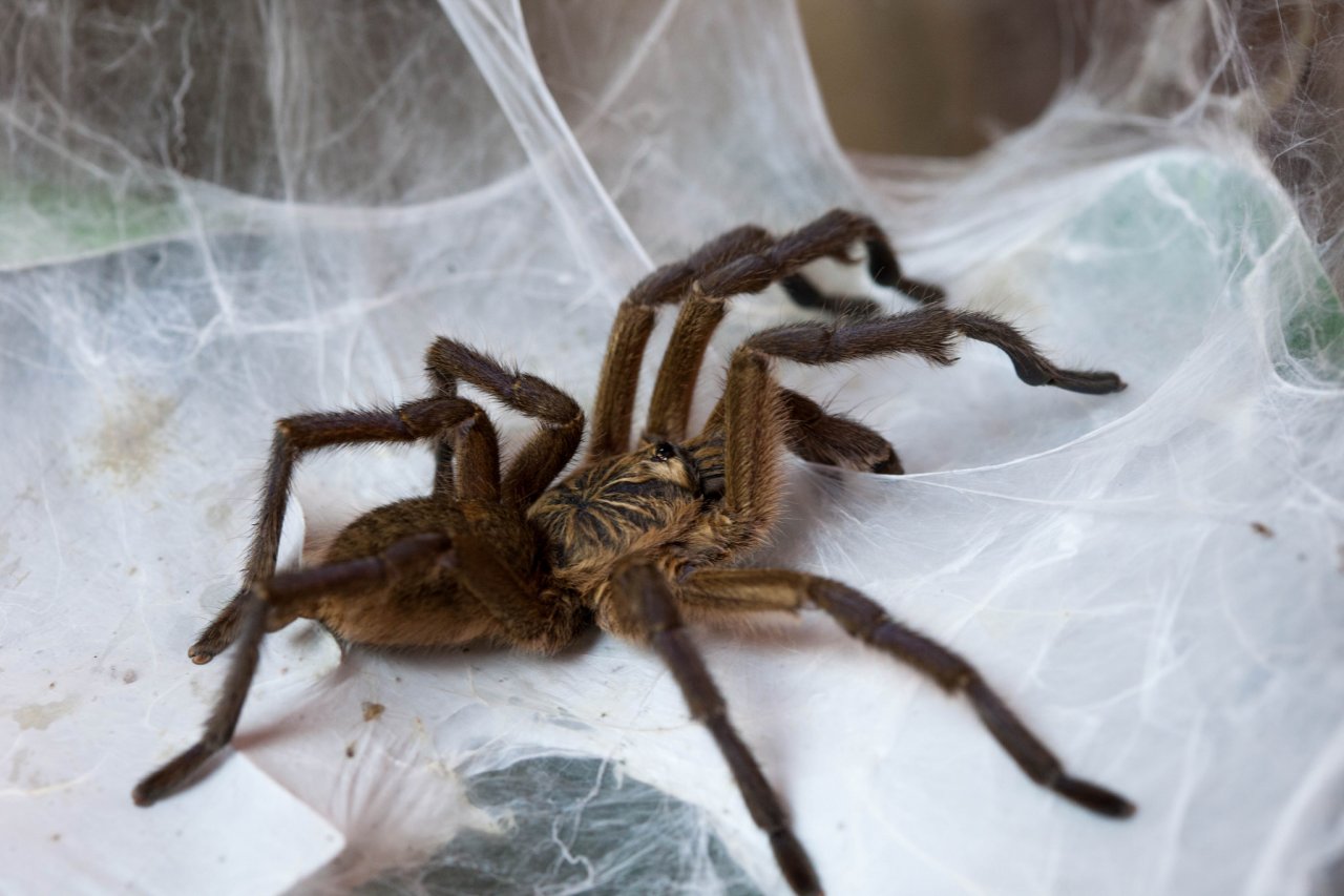 Harpactira pulchripes MM