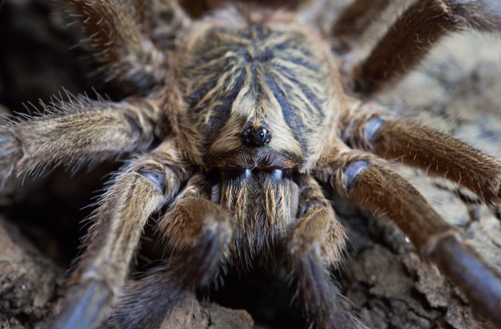 Harpactira pulchripes MM