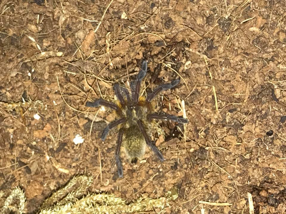 Harpactira pulchripes or H. marksi?