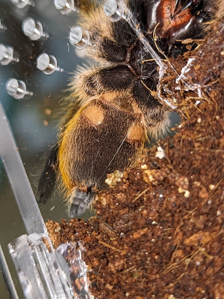 Harpactira pulchripes sexing