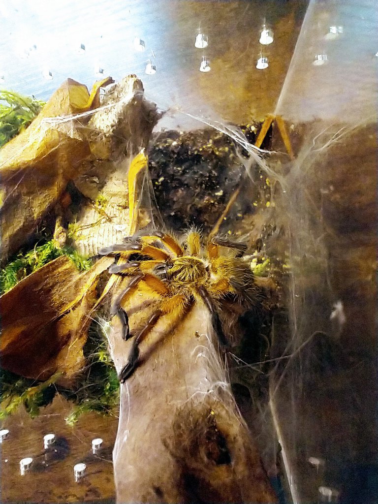 Harpactira pulchripes sling (4th or 5th instar) in their new enclosure, 7 days post-molt