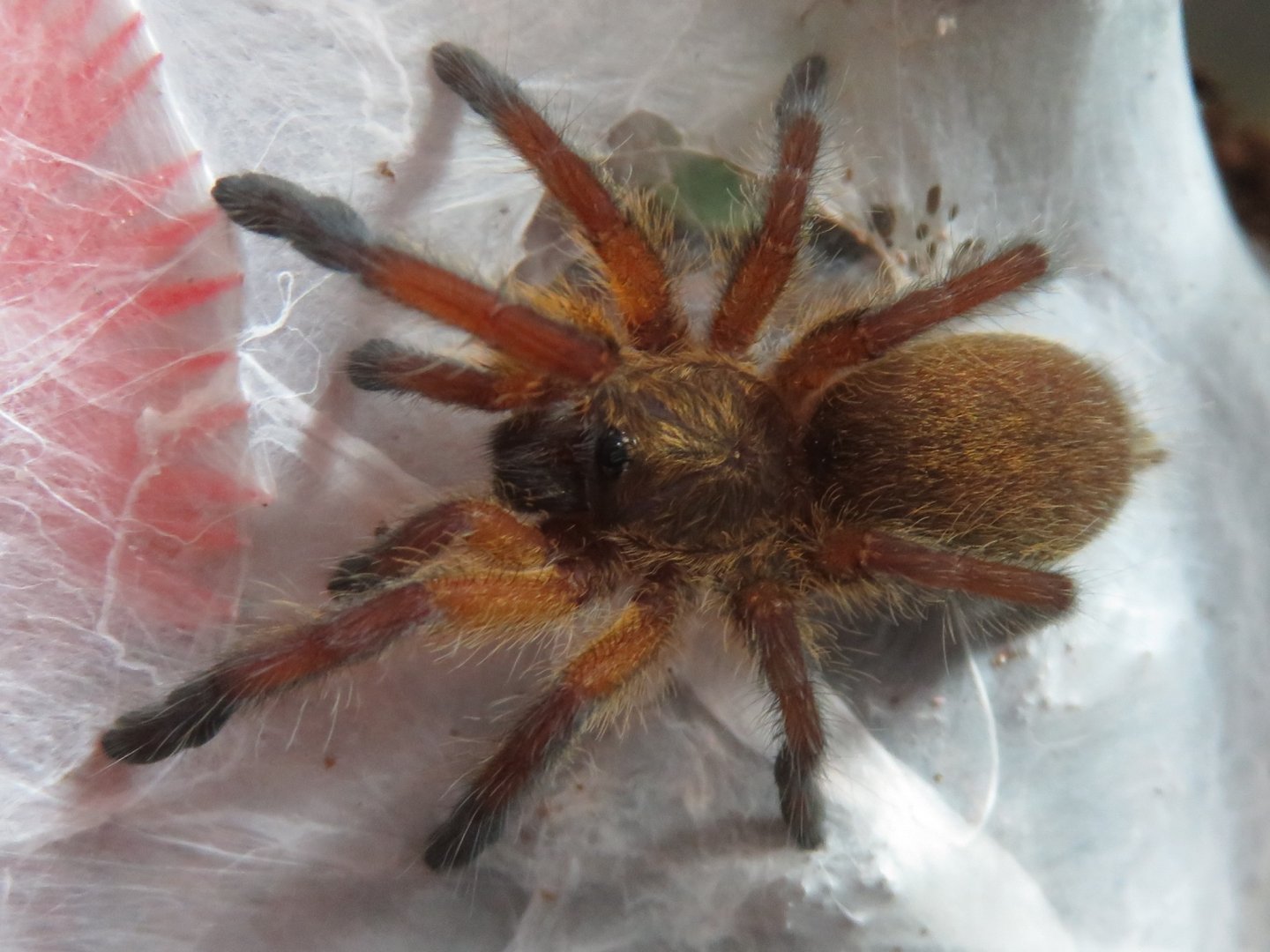 Harpactira pulchripes sling/small juvenile