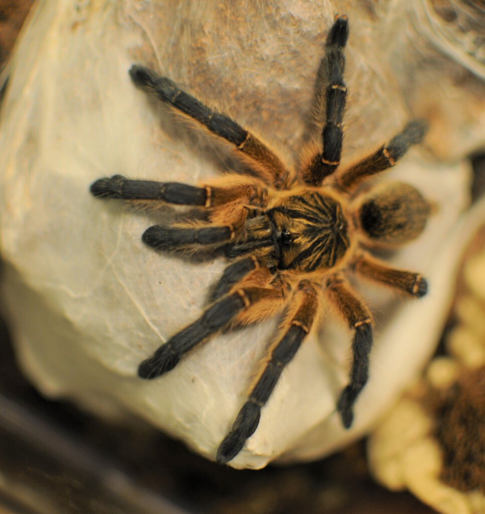 Harpactira pulchripes sub-adult female. Pretty happy with the way this came out