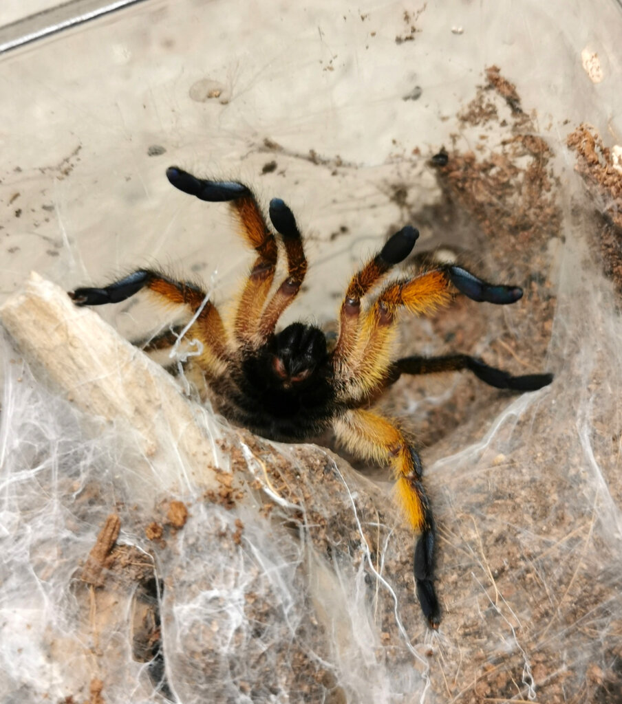 Harpactira pulchripes threat posture