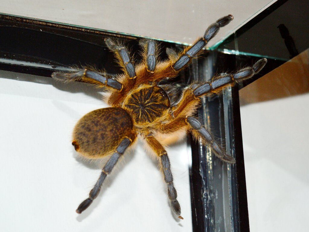Harpactira pulchripes, young girl