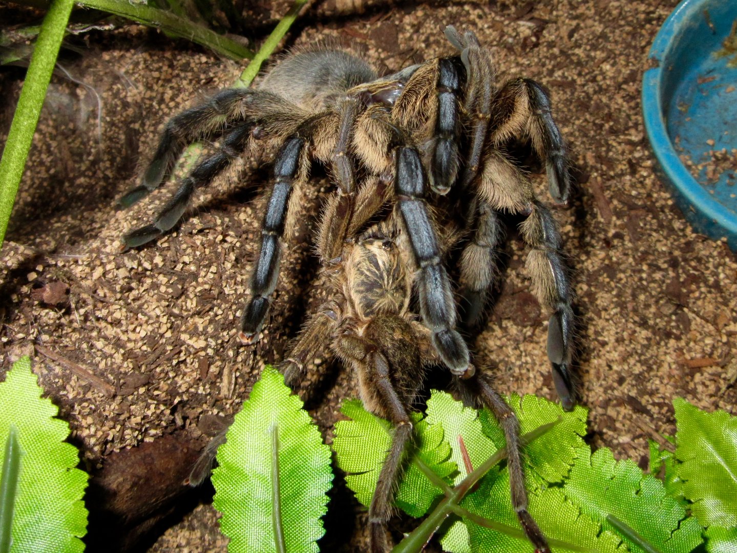 Harpactira pulchripes