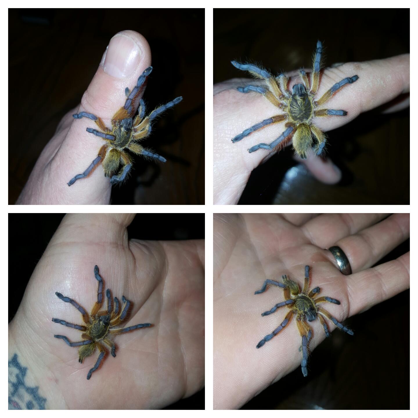 Harpactira Pulchripes