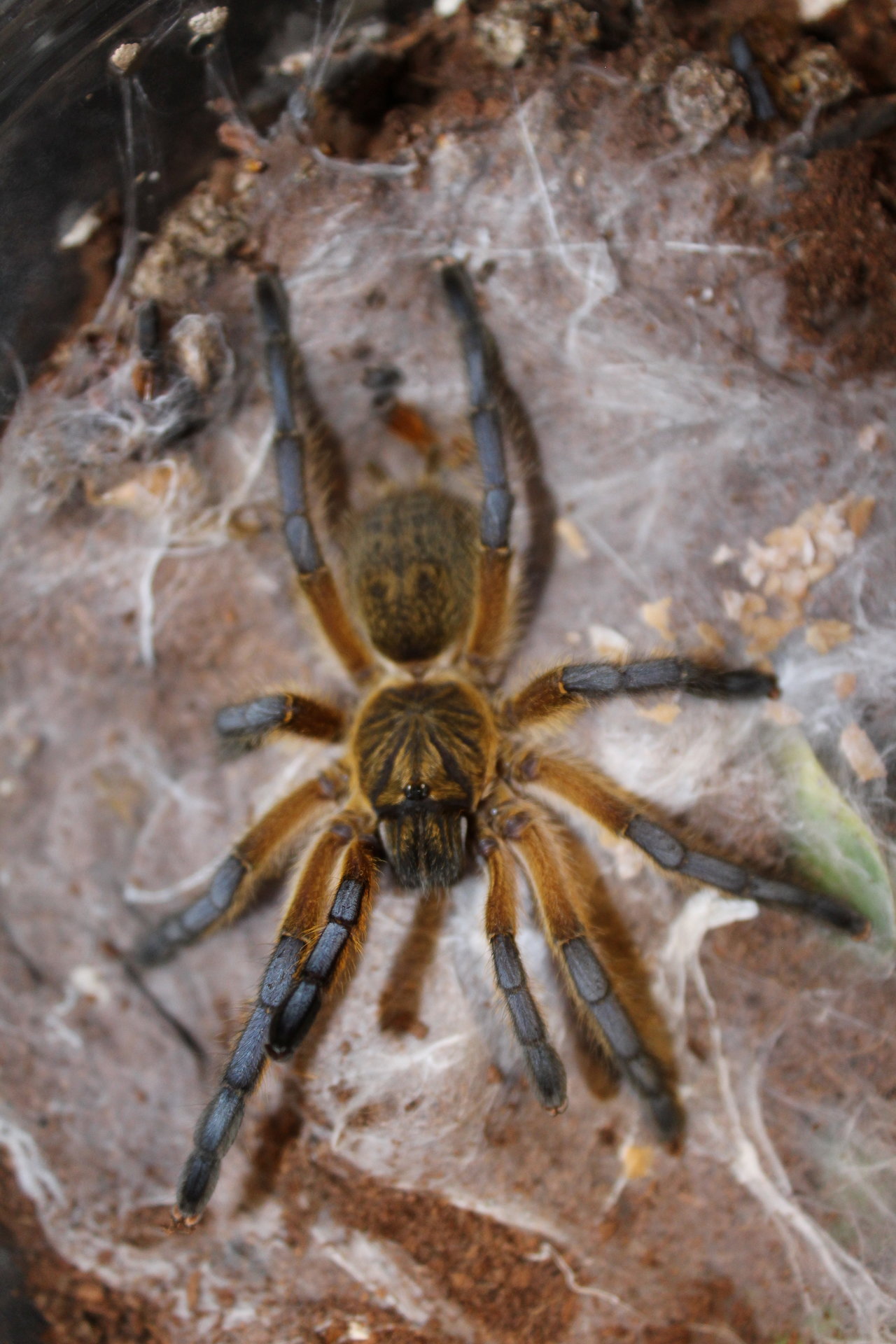 Harpactira Pulchripes