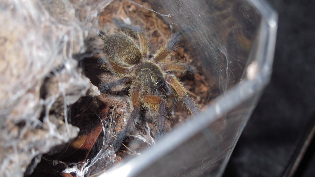 Harpactira pulchripes