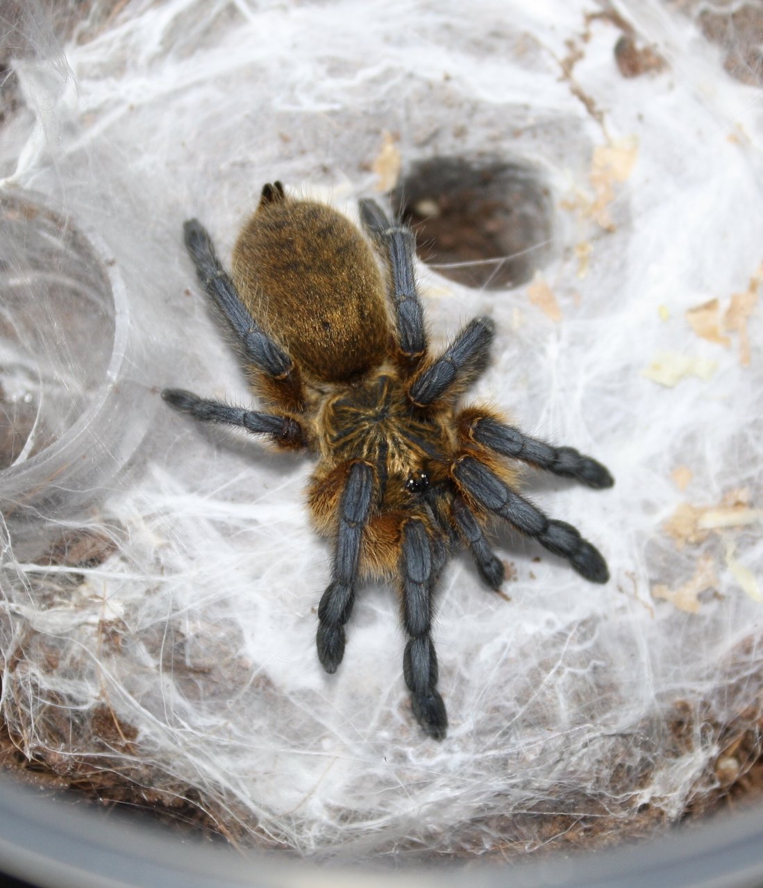 Harpactira pulchripes