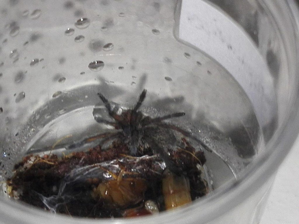 Harpactira pulchripes