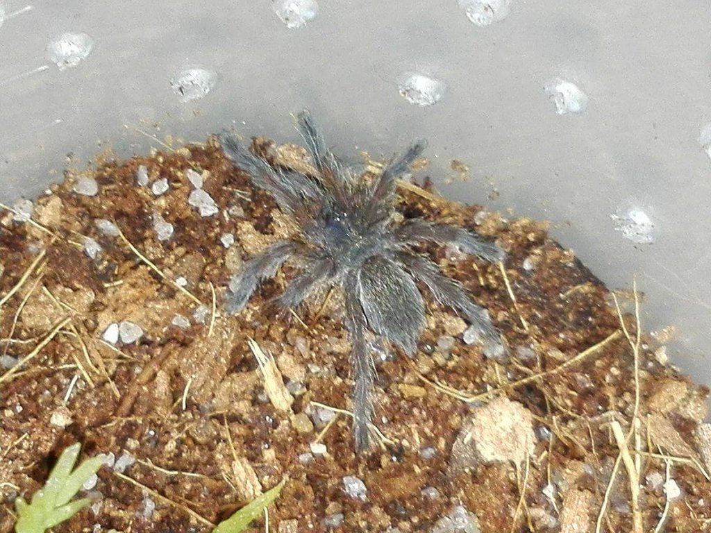 Harpactira pulchripes