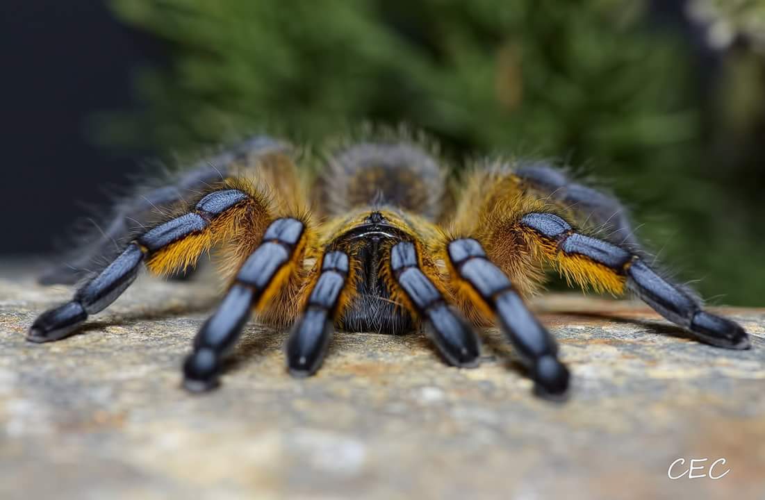 Harpactira pulchripes