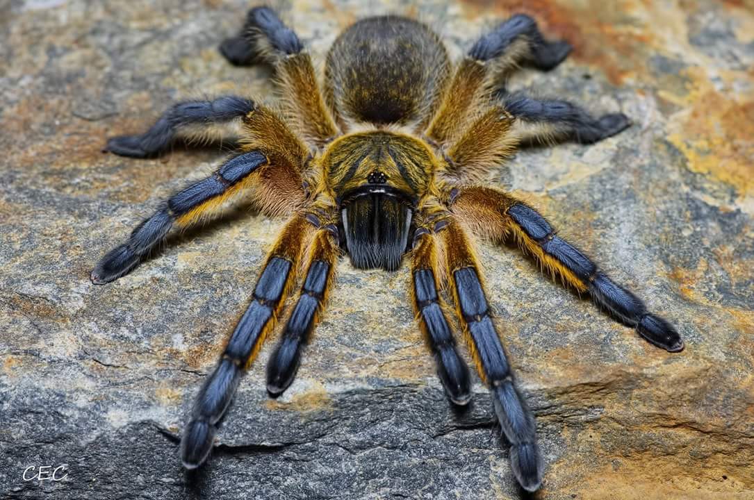 Harpactira pulchripes